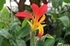 Canna Brasiliensis