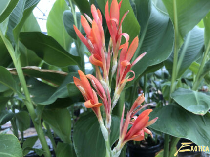 Canna Altensteinii - Image 2