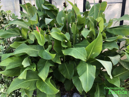 Canna Altensteinii - Image 6