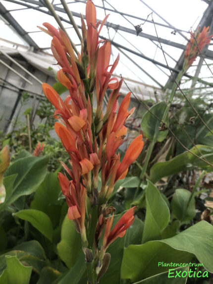 Canna Altensteinii - Image 3