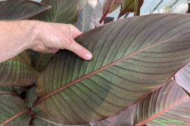 Canna Musafolia rubrum (red leaf)