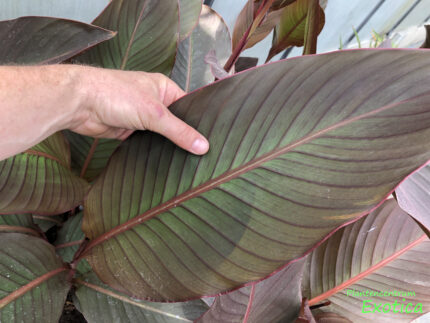 Canna Musafolia rubrum (rotes Blatt)