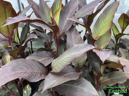 Canna Musafolia rubrum (rotes Blatt) – Bild 2