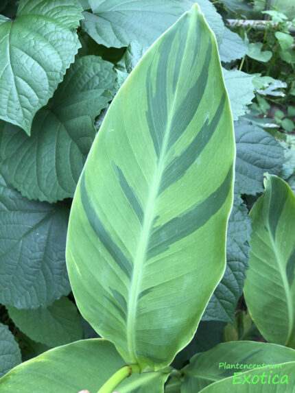 Canna Wolfsong - Image 4