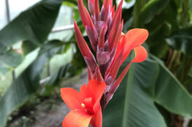 Canna Wolfsong