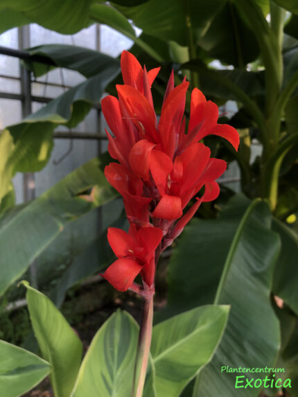 Canna Wolfsong - Image 5