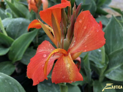 Canna Cannova Red Shades