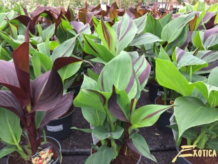 Canna Cleopatra (buntes Blatt) – Bild 3