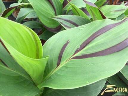 Canna Cleopatra (buntes Blatt) – Bild 4