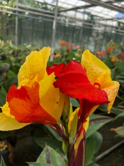 Canna Cleopatra (buntes Blatt)