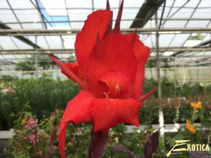 Canna Red Velvet