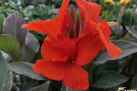 Canna Atlantic Beauty