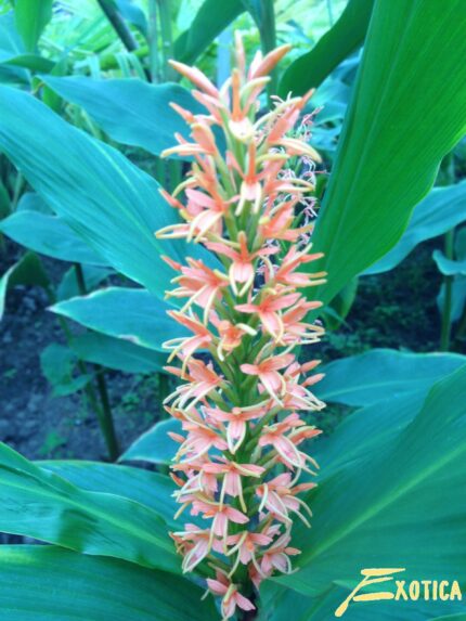Hedychium densiflorum Orange d’Assam