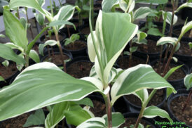 Zingiber Zerumbet variegata (wit/groen)