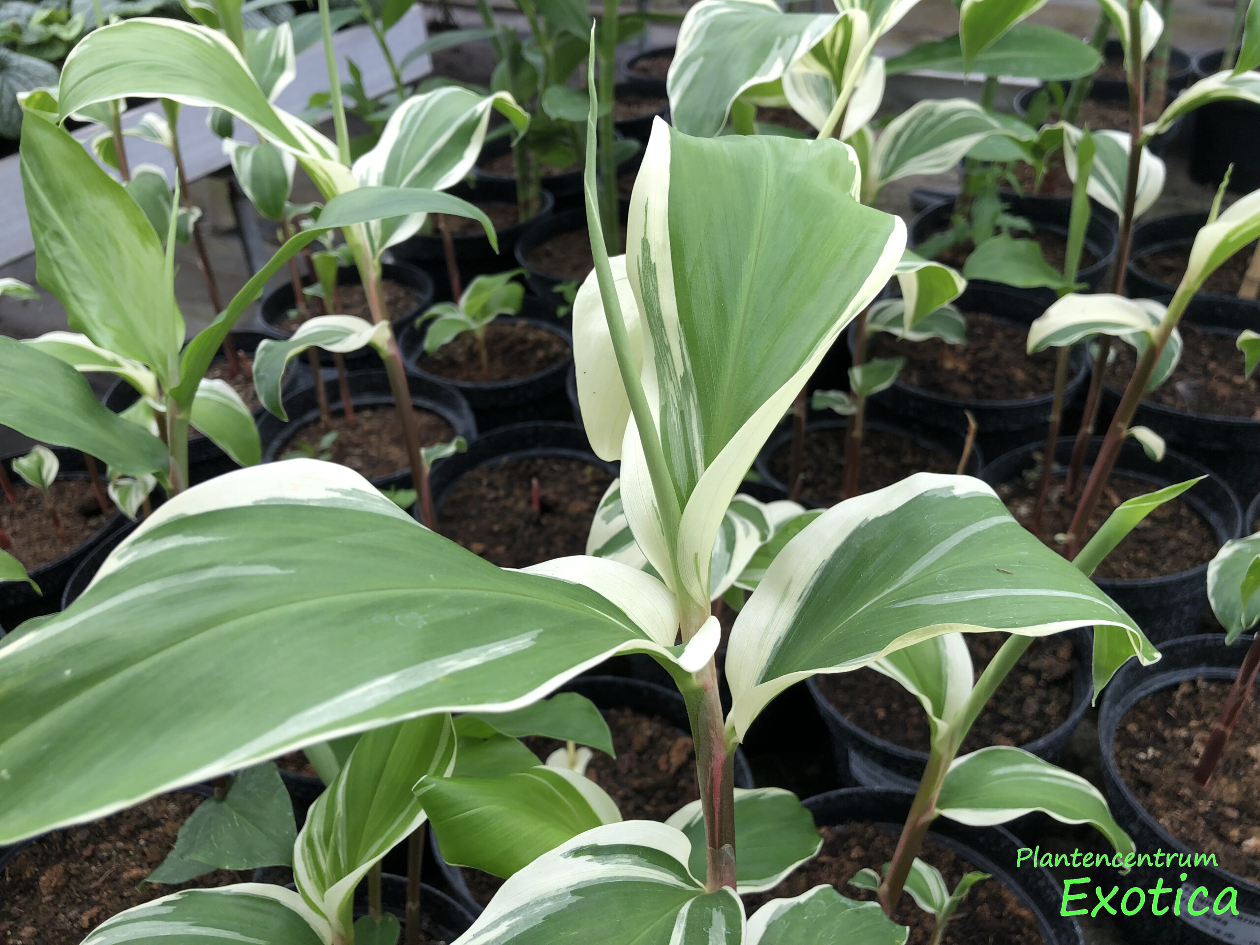 Zingiber Zerumbet variegata (wit/groen)