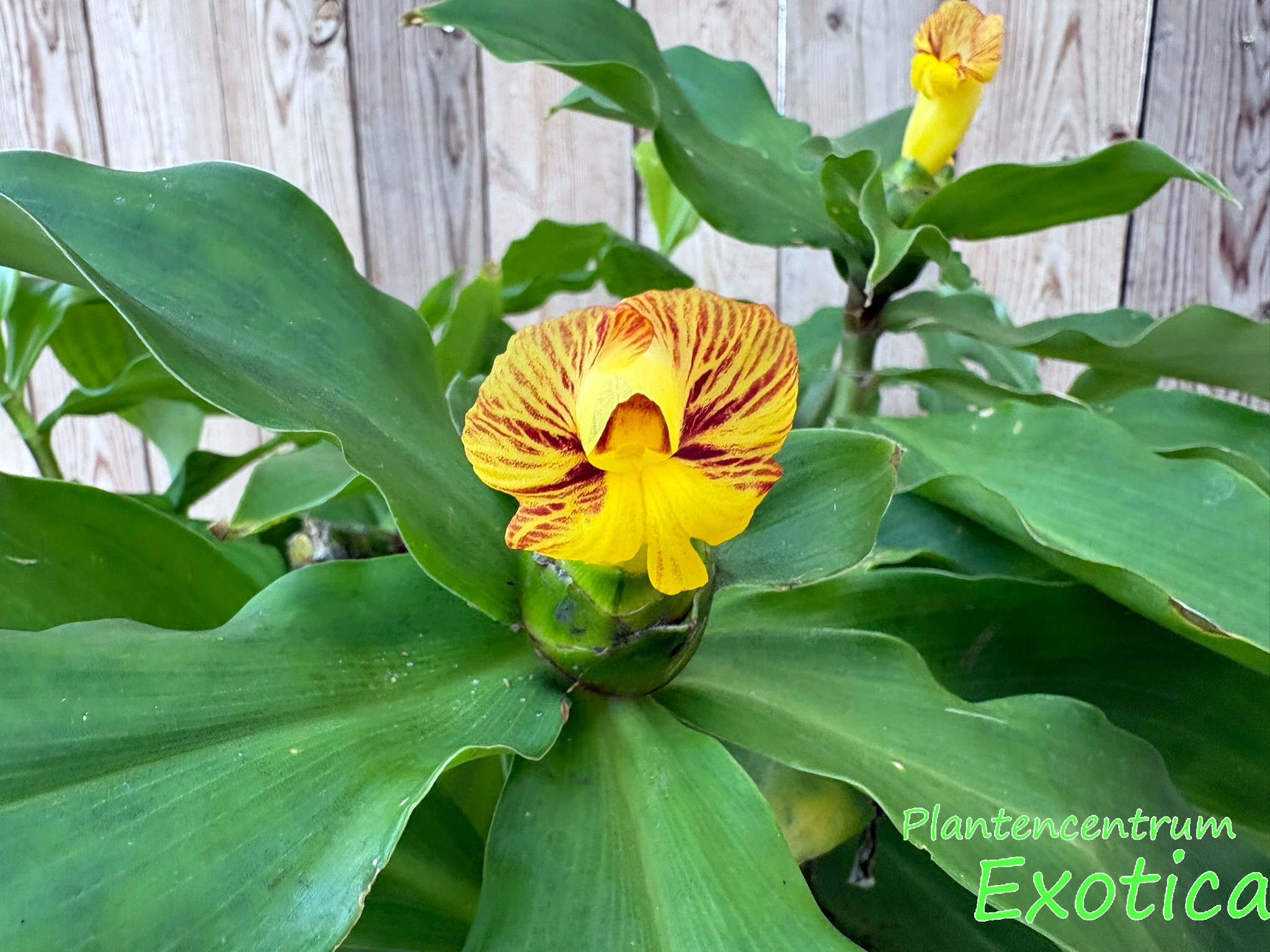 Costus pictus - Insulinpflanze