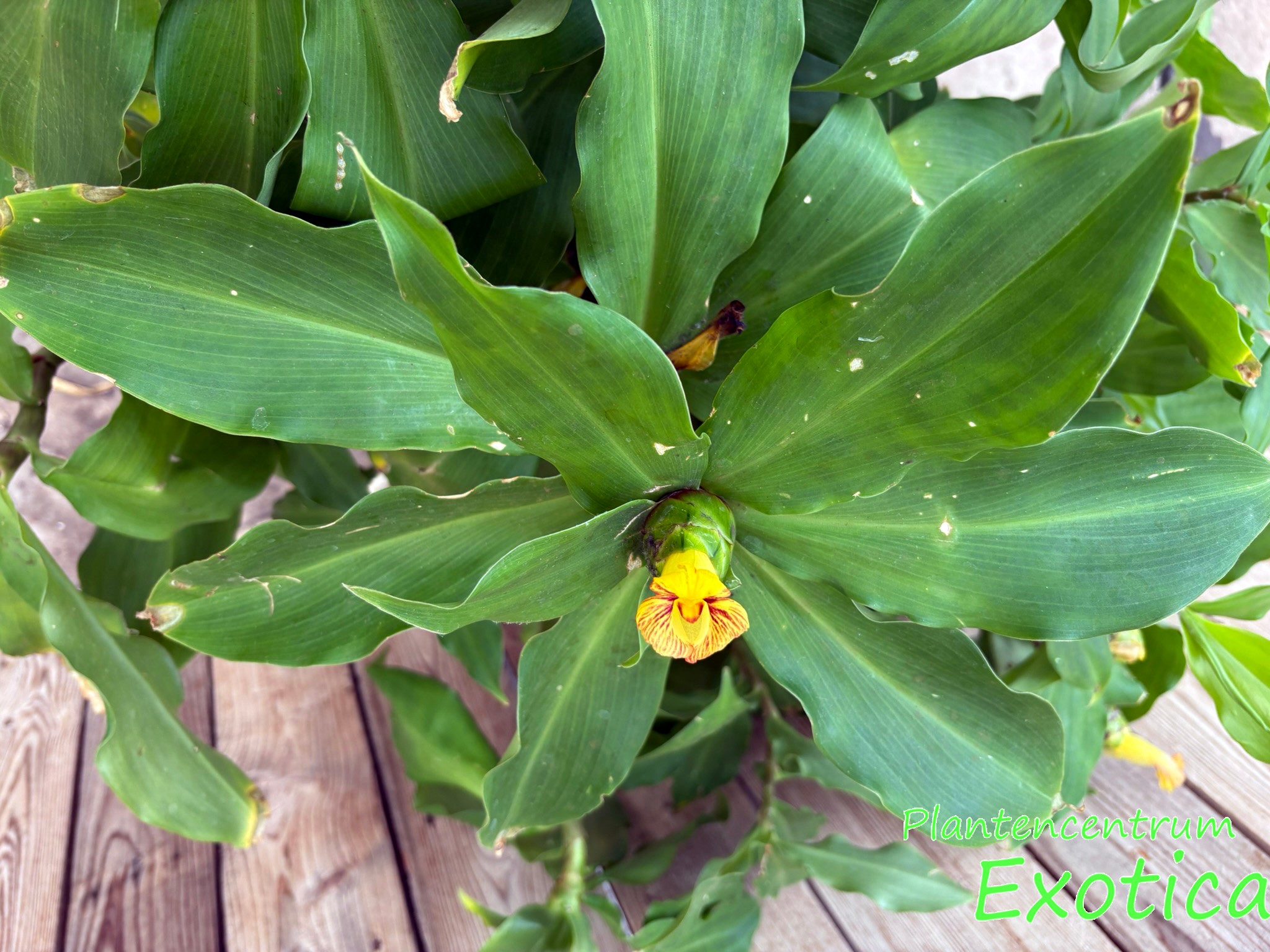 Costus pictus - Insulinpflanze – Bild 5
