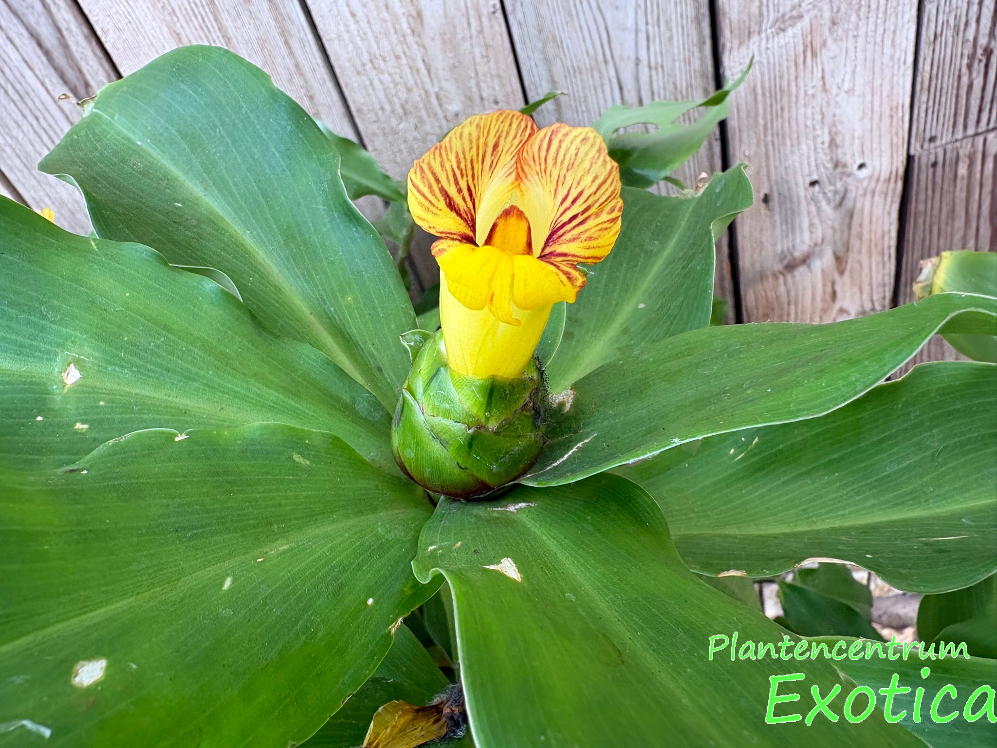 Costus pictus - Insulinpflanze – Bild 2