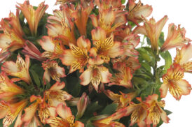 Alstroemeria Bryce 30/40