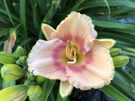 Hemerocallis 'Süßer Zucker'