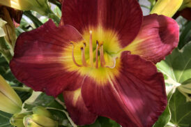 Hemerocallis ‚Scarlet Orbit‘