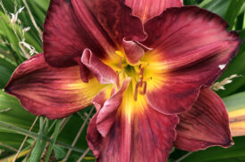 Hemerocallis ‚Scarlet Orbit‘