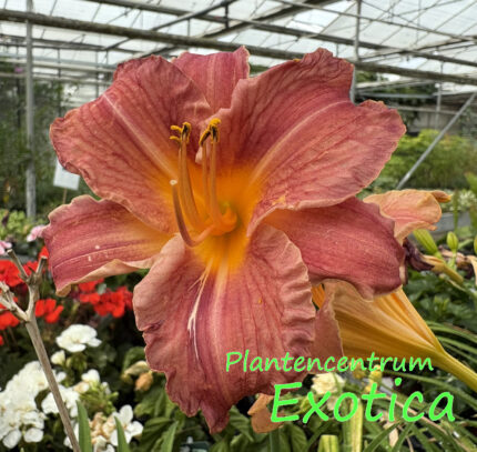 Hemerocallis 'Endlose Koralle'