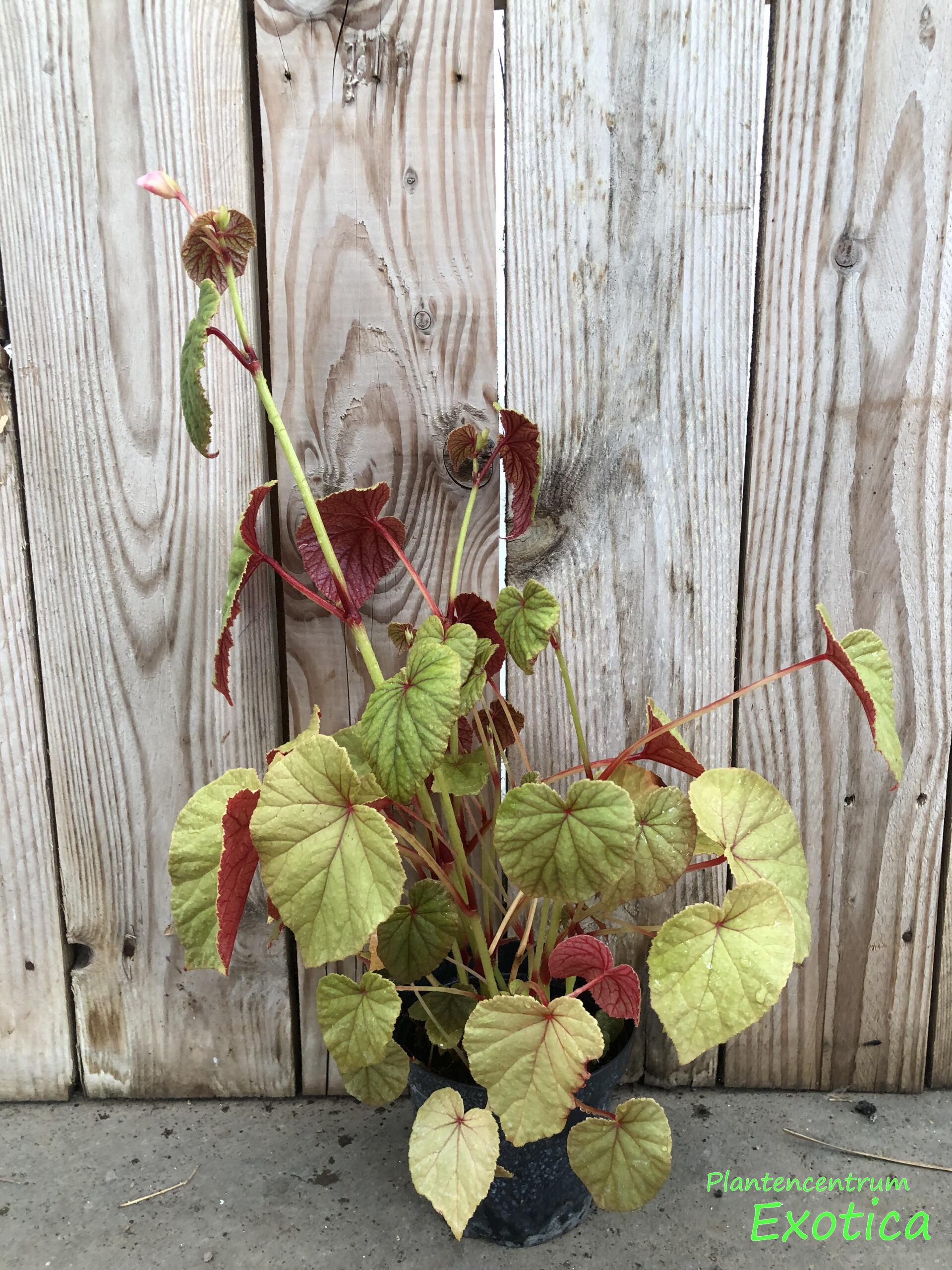 Begonia Grandis – Tuinbegonia