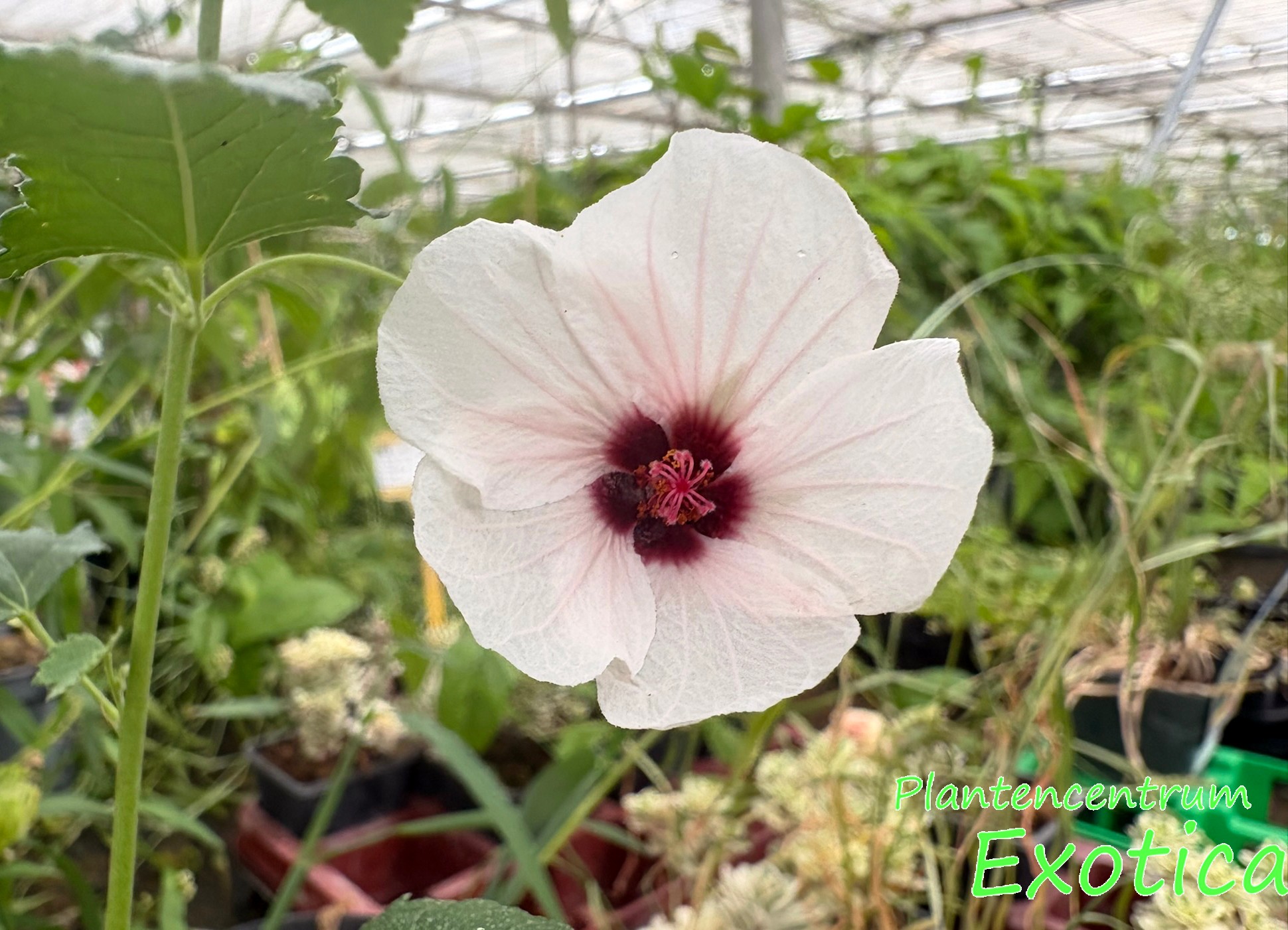 Pavonia Hastata - Spearleaf Swapmallow