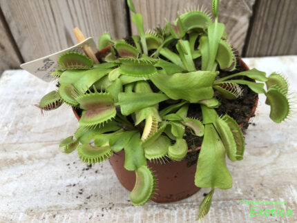 Dionaea Muscipula - vliegenvanger