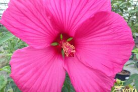 Hibiscus Moscheutos Hot Pink