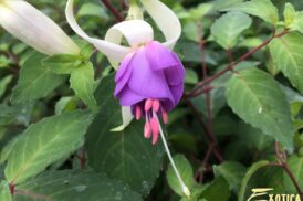 Fuchsia Delta Sarah (winterhard)