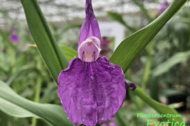 Roscoea Auriculata – Gember orchidee
