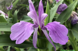 Roscoea Purpurea – Gember orchidee