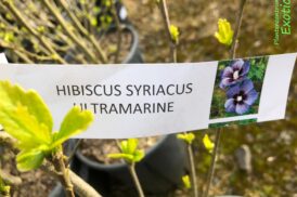 Hybiscus syriacus ‘Ultramarine’