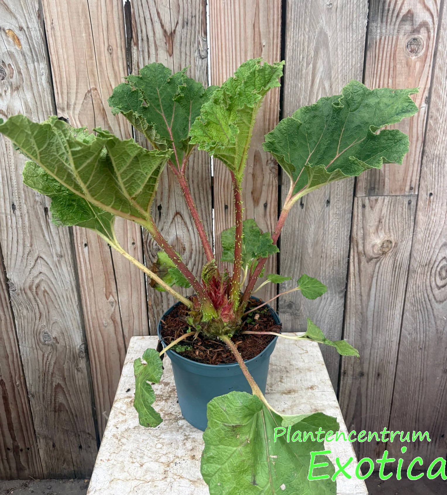 Gunnera Species