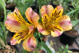 Alstroemeria Marguérite