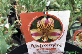 Alstroemeria Élisabeth