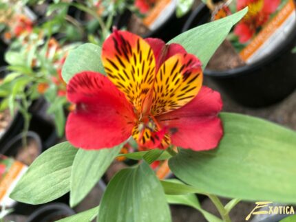 Alstroemeria Chinon 70/80
