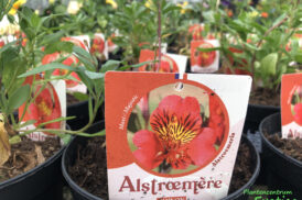 Alstroemeria Chinon 70/80