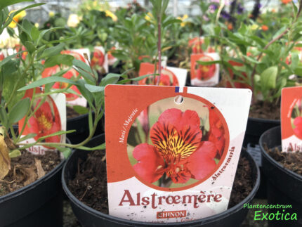 Alstroemeria Chinon 70/80 – Image 2