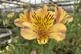 Alstroemeria Nicolas