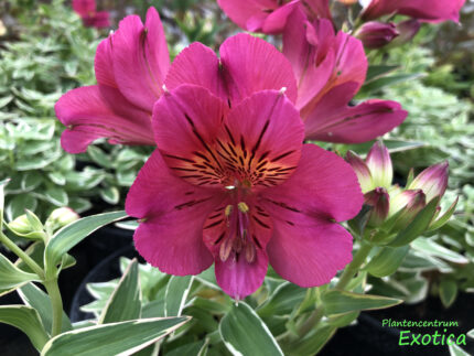 Vallée de la rivière Alstroemeria 20/30