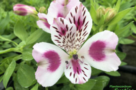 Alstroemeria Blanc Rose Fard à joues 30/40