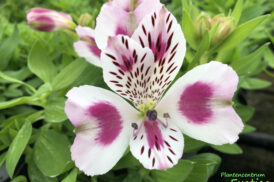 Alstroemeria White Pink Blush