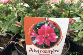 Alstroemeria mini Lilly rose
