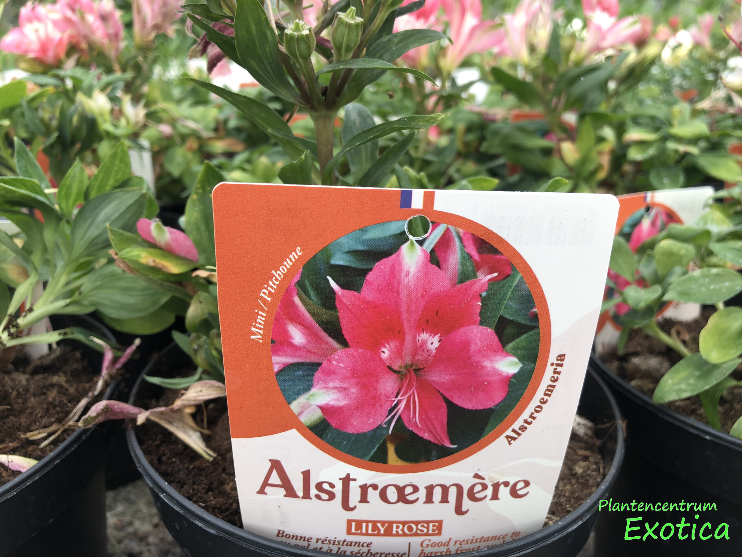 Alstroemeria mini Lilly rose