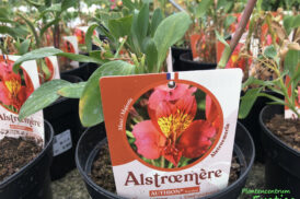 Alstroemeria garden Authion