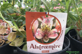 Alstroemeria garden Breze