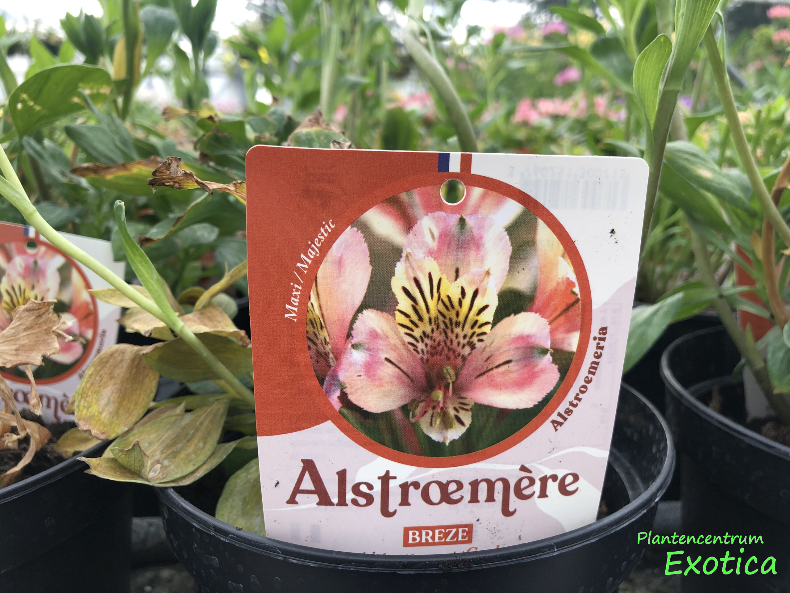 Alstroemeria garden Breze